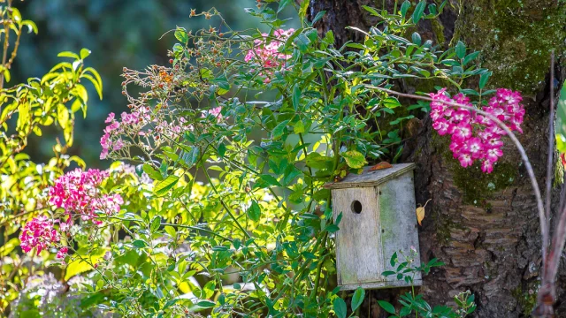Nichoir dans un arbre à La Vraie-Croix