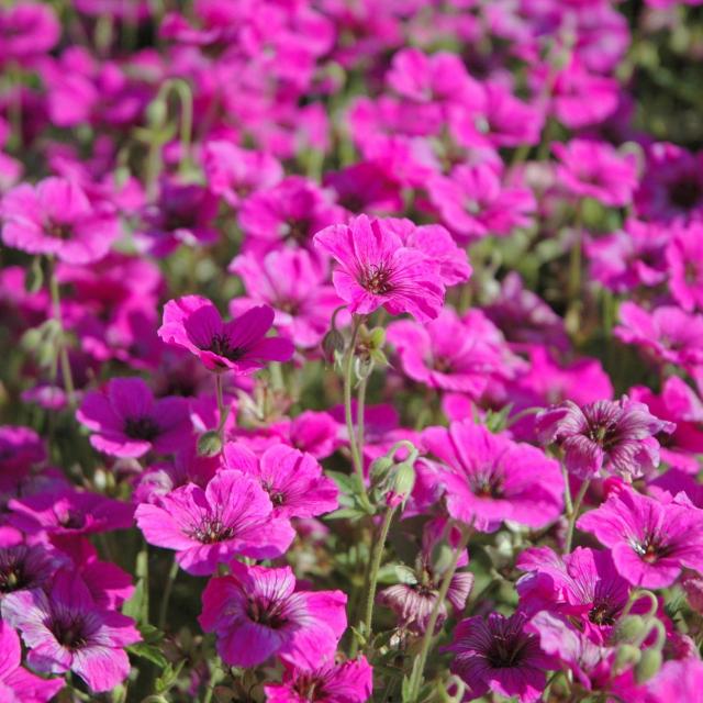 la-vraie-croix-fleurs.jpg