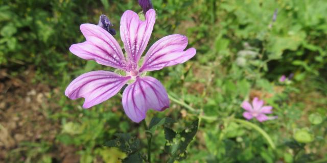 Des Graines Et Des Brouettes Fleurs