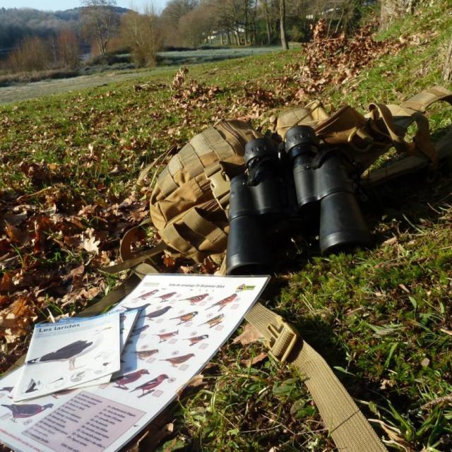 Sortie Nature Avec Plumes Et Papillons