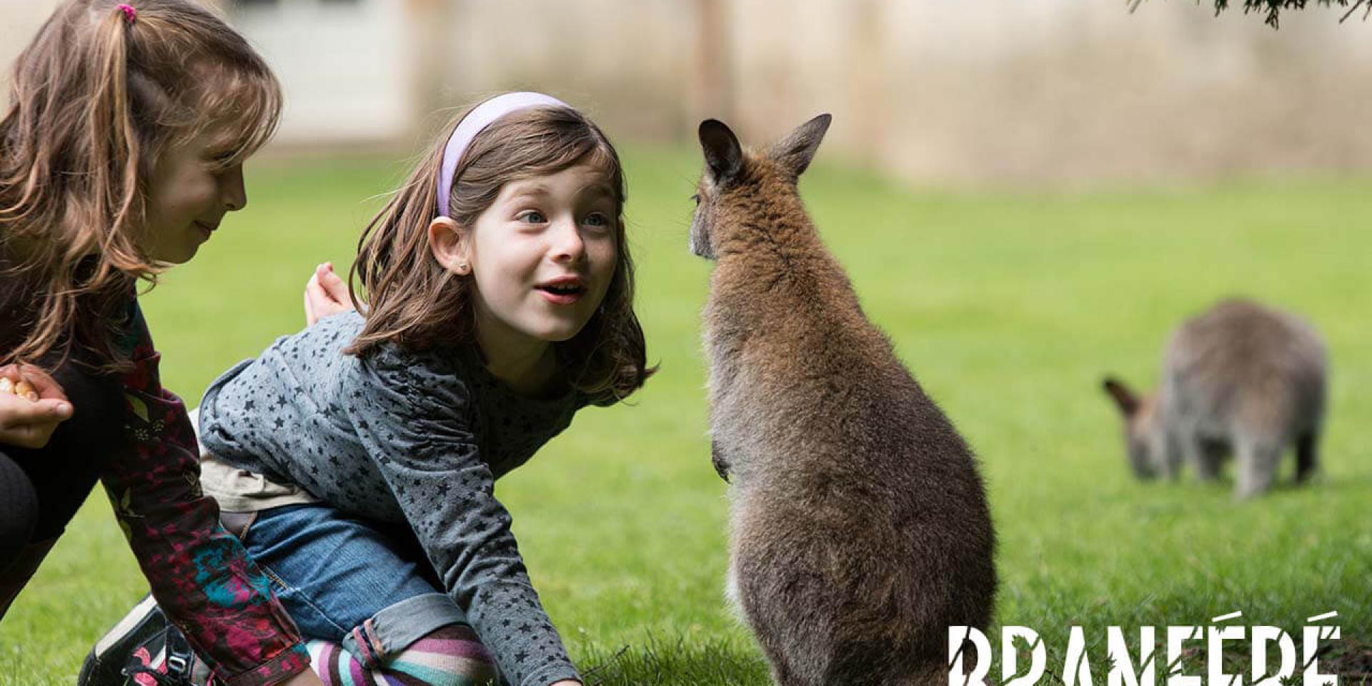 Branféré Nourissage Wallabies Bd©m Gross