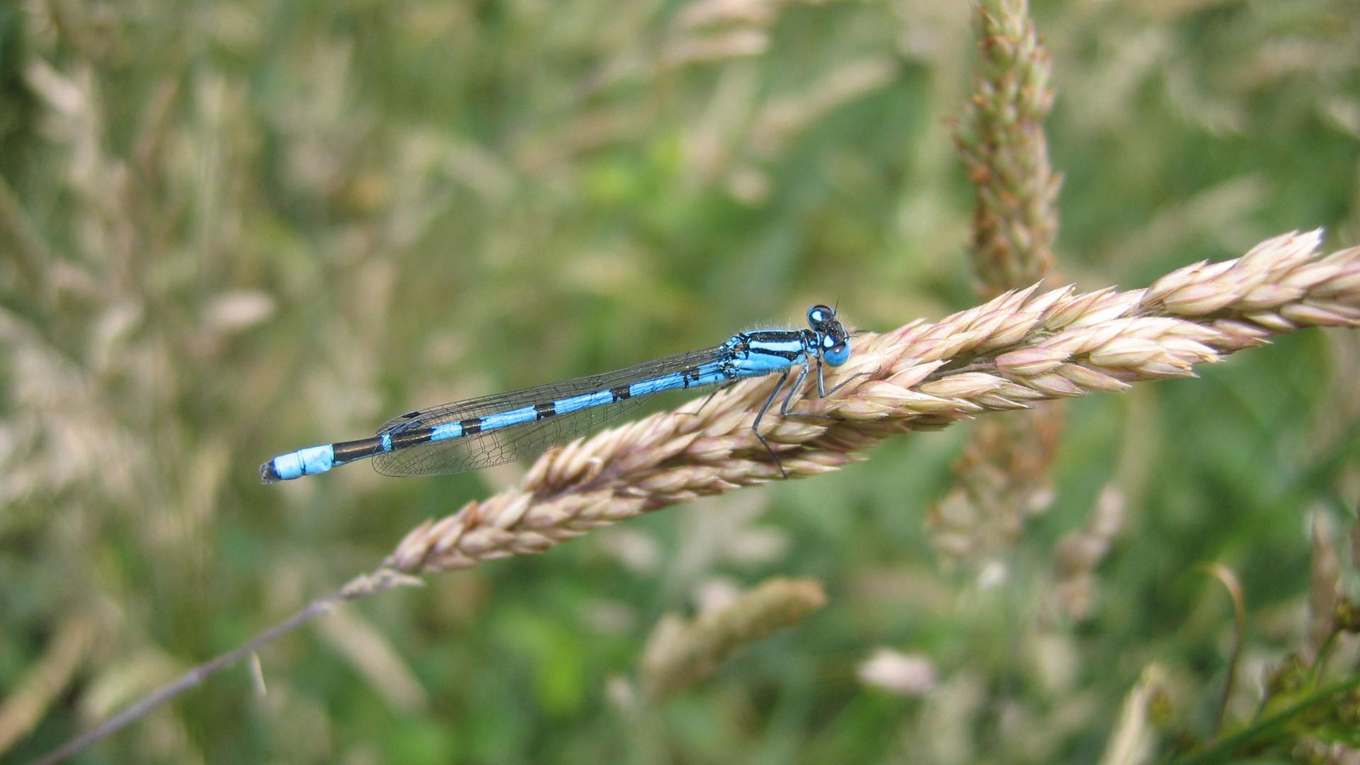 Agrion Porte Coupe La Val