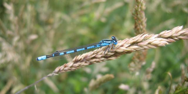 Agrion Porte Coupe La Val