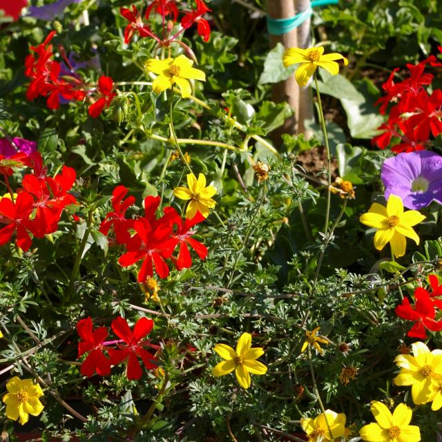 fleurs.jpg