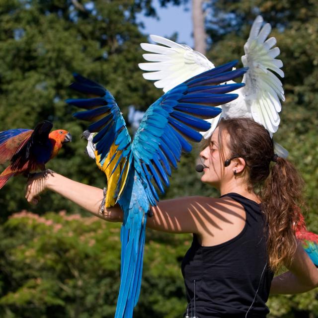 Spectacle Oiseaux Parc Branfere