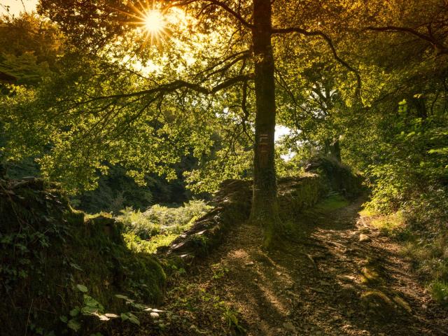 Chemin Les Grées