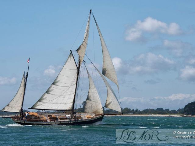 Lys Noir Dans Le Golfe Du Morbihan Juillet 2021