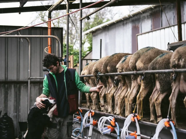 Ferme Des Folaisons Pluherlin