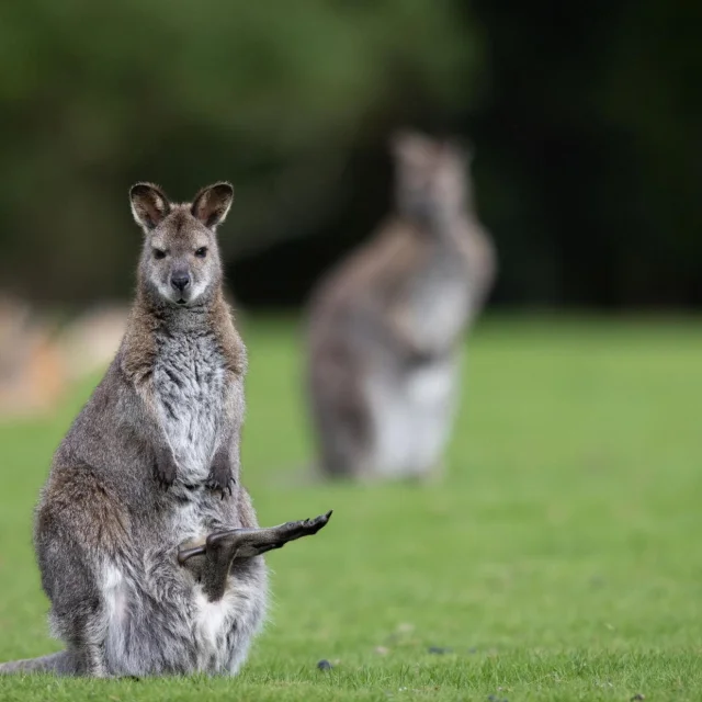 Branfere Wallaby
