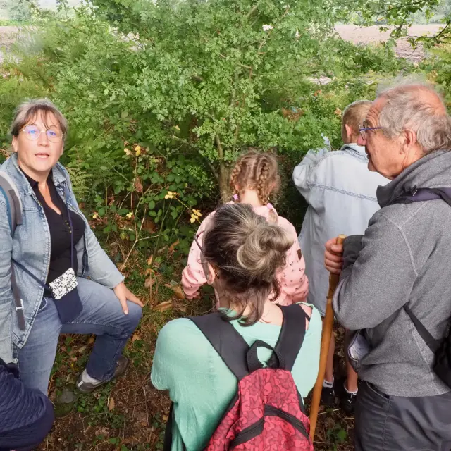 Plumes Et Papillons -Priscille Vasse