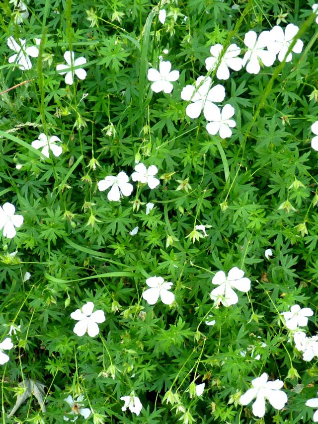 Fleurs
