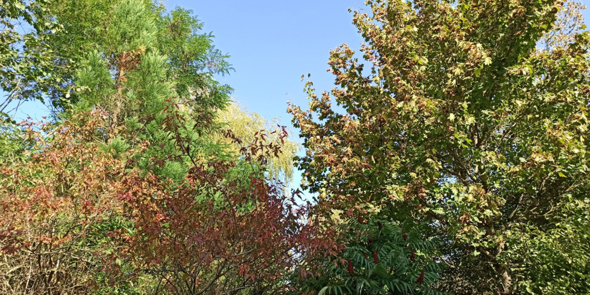 Feuillage d'arbres à l'automne derrière un ciel bleu