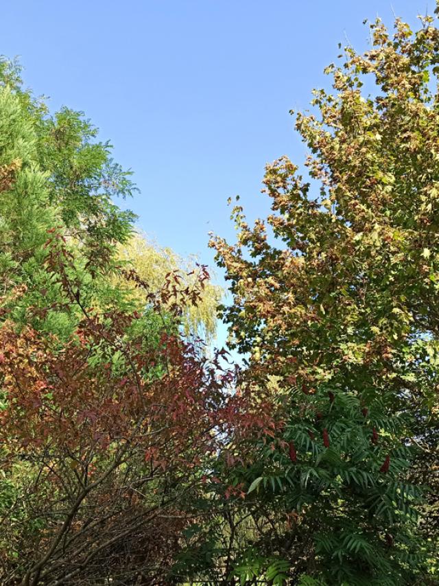 Arbres à l'automne