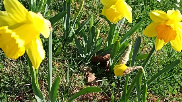 Jonquilles