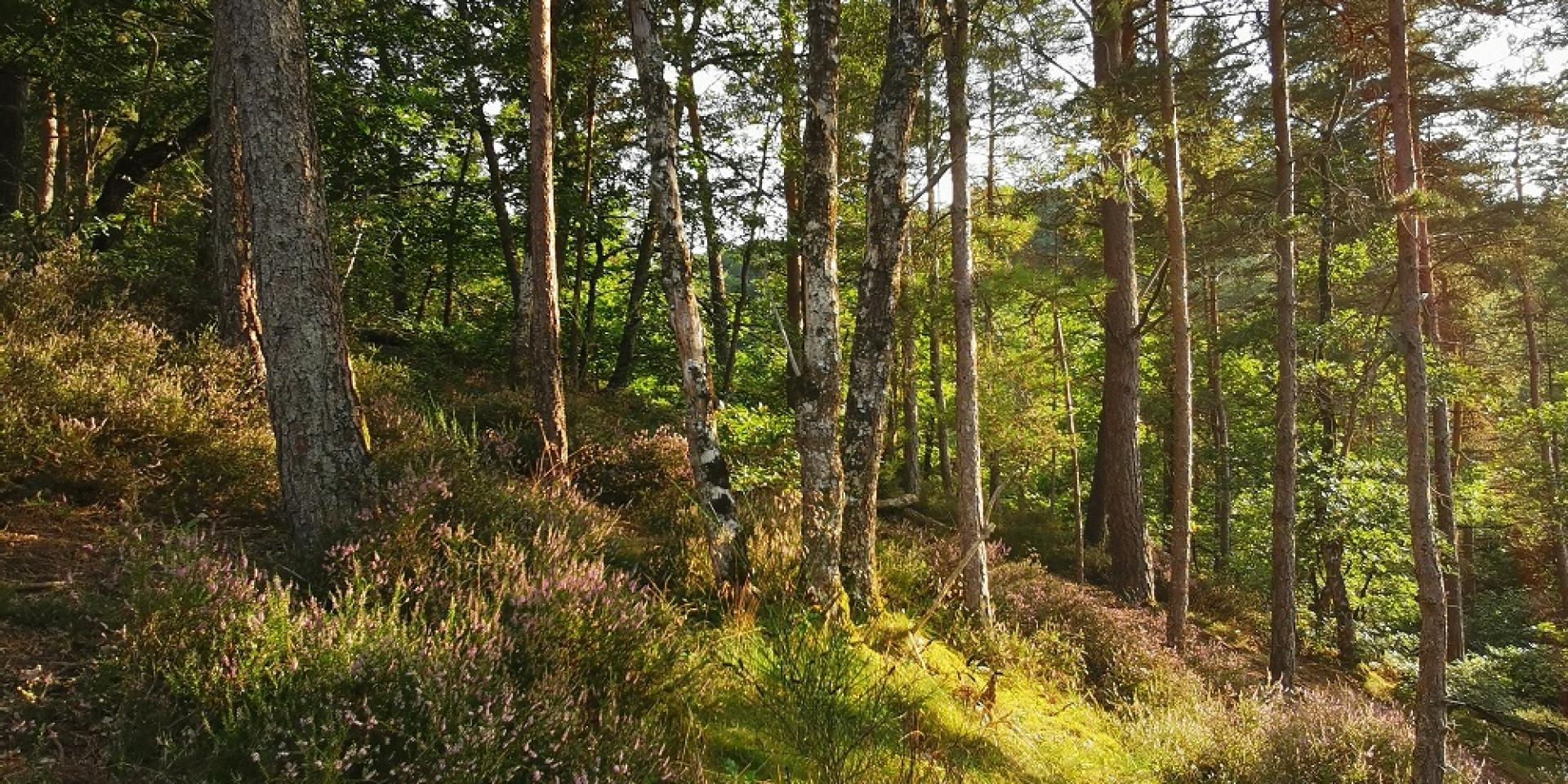 Forêt d'arbres et de feuillages en terrain pentu