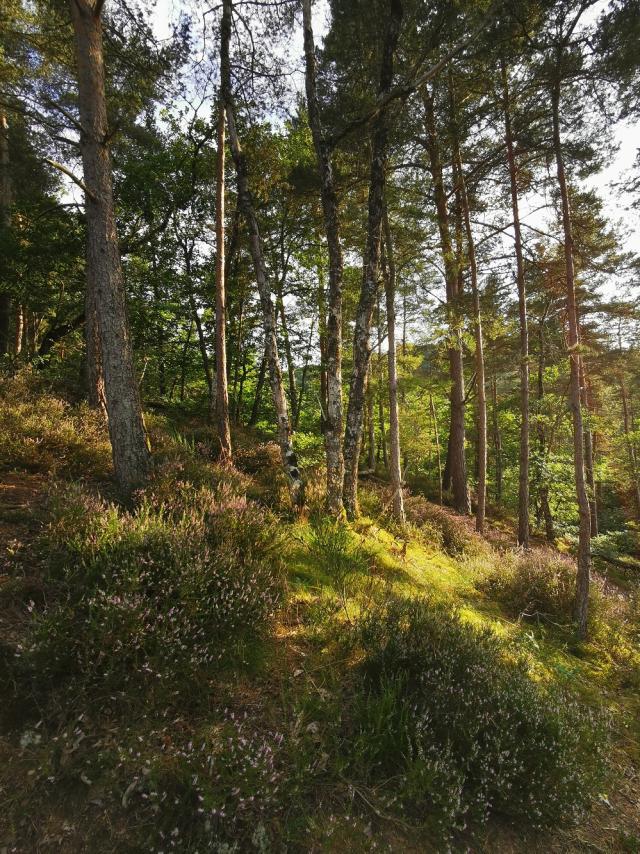 Bois de Linars