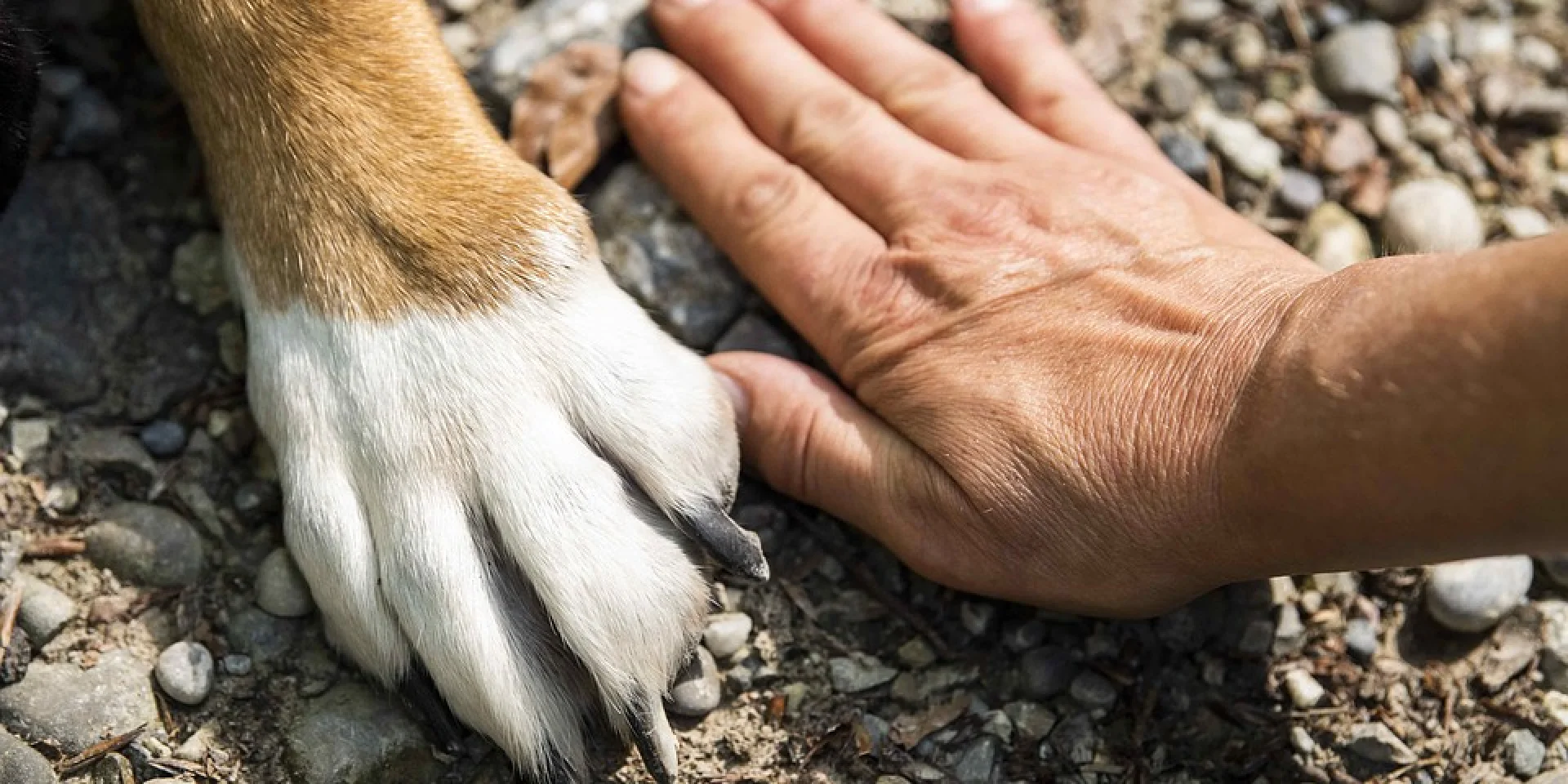 Une patte de chien sur un sol caillouteux à côté d'une main humaine
