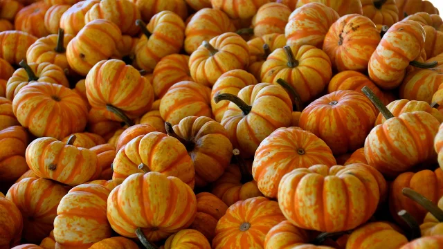 Pumpkins 8338100 1280