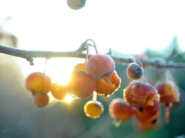 The fruit road