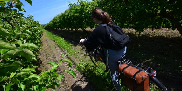 The Fruit Route in Normandy by Bike