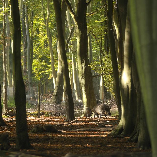 bosque, animales, vegetación, árbol, naturaleza, roumare