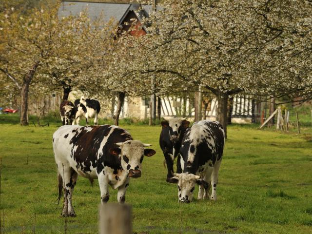 Route des fruits, vaches, nature, balade, verdure