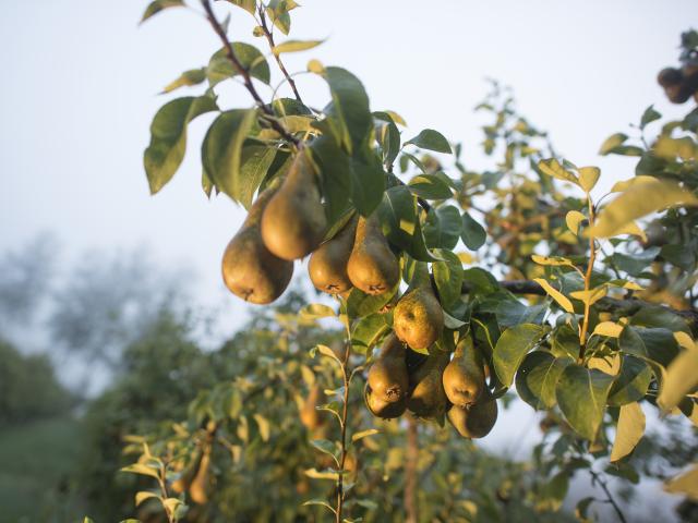 route des fruits, verger, champ, agriculture, maraîchage, M.Lefebvre, fruits, producteur, clients, vente à la ferme, pommes, fruits rouges