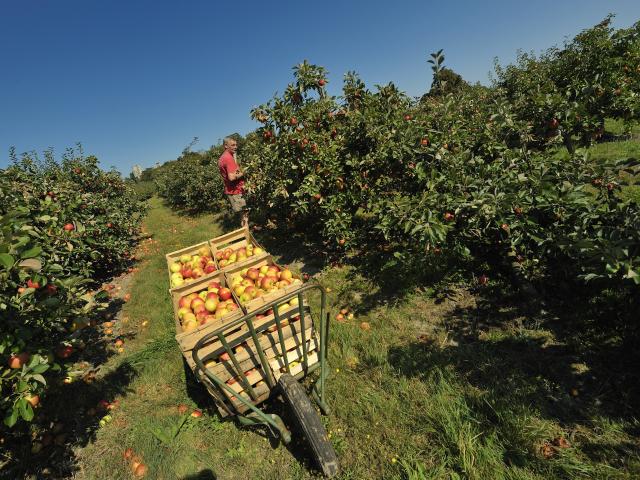 Route Des Fruits