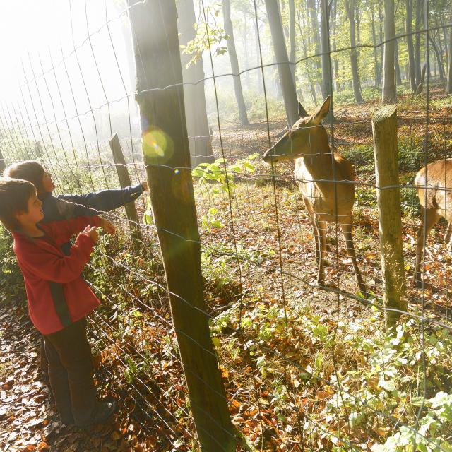 Forêt Domaniale De Roumare, aniomaux, niños, paseo, actividad, naturaleza, parque