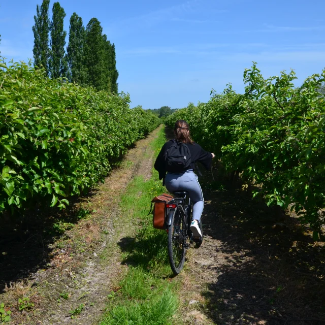 route des fruits, vélo, fruit, balade