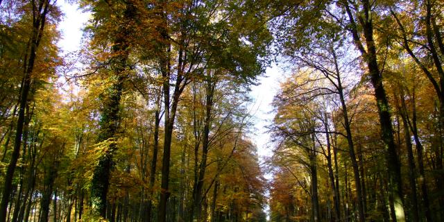 Forests near Rouen