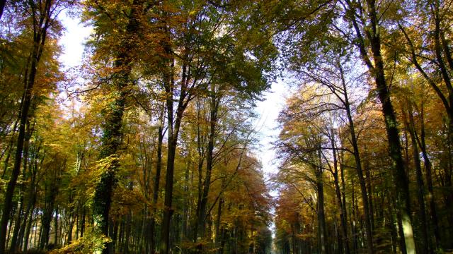 Wälder in der Nähe von Rouen