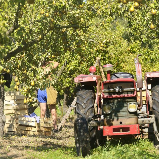 La Route des fruits, tractor, campo, naturaleza, agricultura