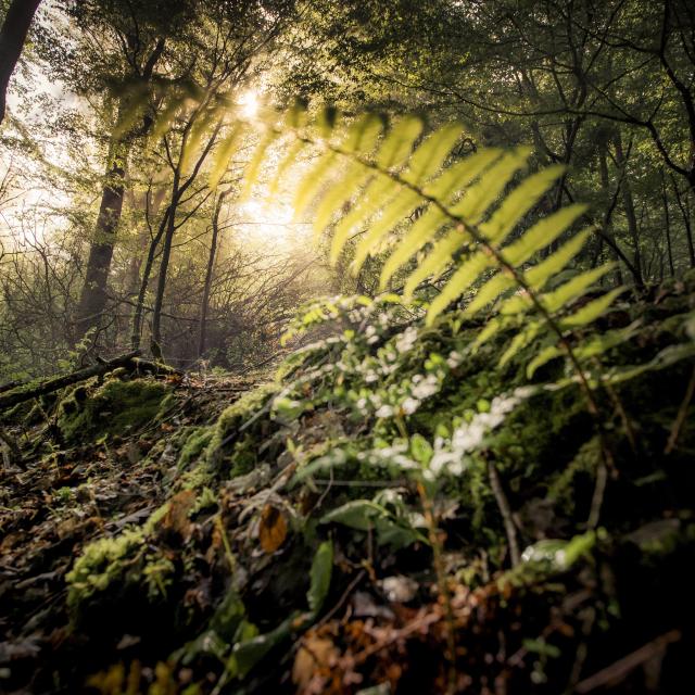 Rouen, Normandía, bosque, alan aubry, vegetación, árbol, detalle