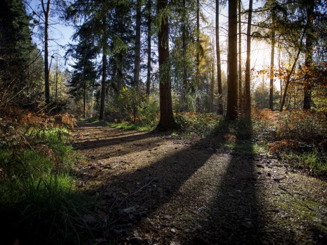 Forest