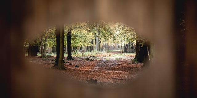 Canteleu Forêt Détails Nature végétation arbre faune flore Normandie
