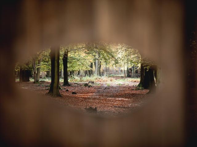 Forest of Canteleu, Normandy