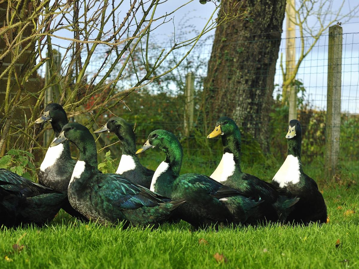 Le Canard La Rouennaise Le Canard La Rouennaise Sp Cialit De Rouen Rouen Tourisme