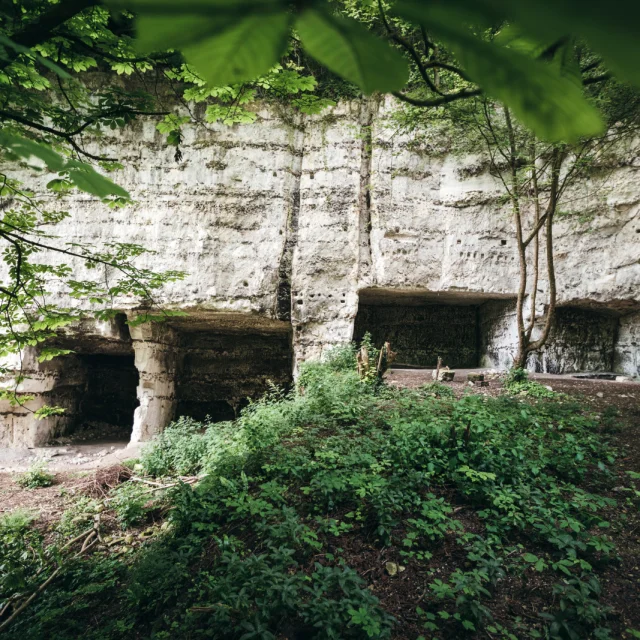 Rouen, normandie, forêt, alan aubry, végétation, arbre, détail troglodytes