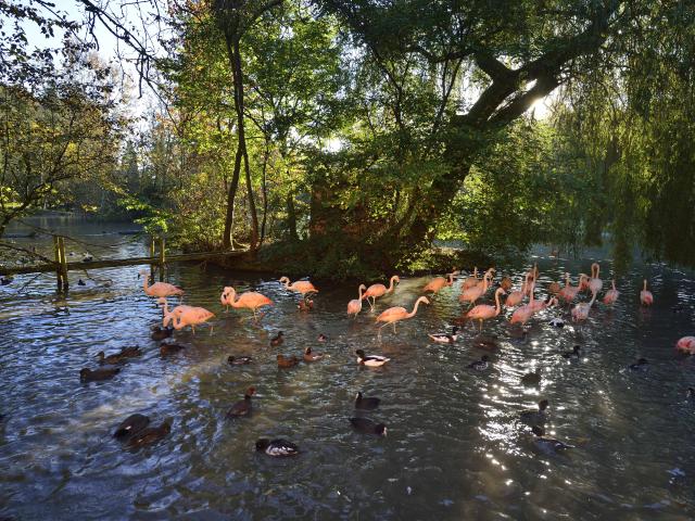 Parc De Clères Parque inglés valle de Normandía parque natural vegetación especies animales paseo curso de agua Normandía