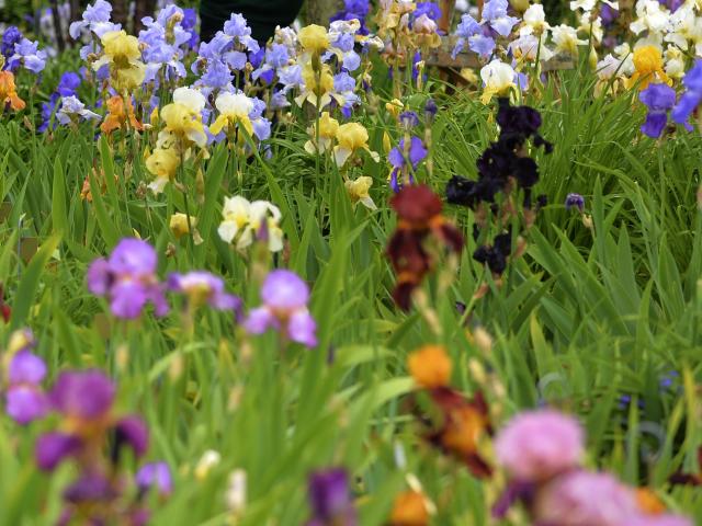 Graines de Jardin Jardin des Plantes Evenement beaux jours métropole rouennaise normandie sortie familiale sortie avec les enfants