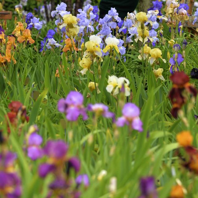 VIDÉO. Graines de jardin à Rouen : « Le festival est un moment magique » -  Paris-Normandie