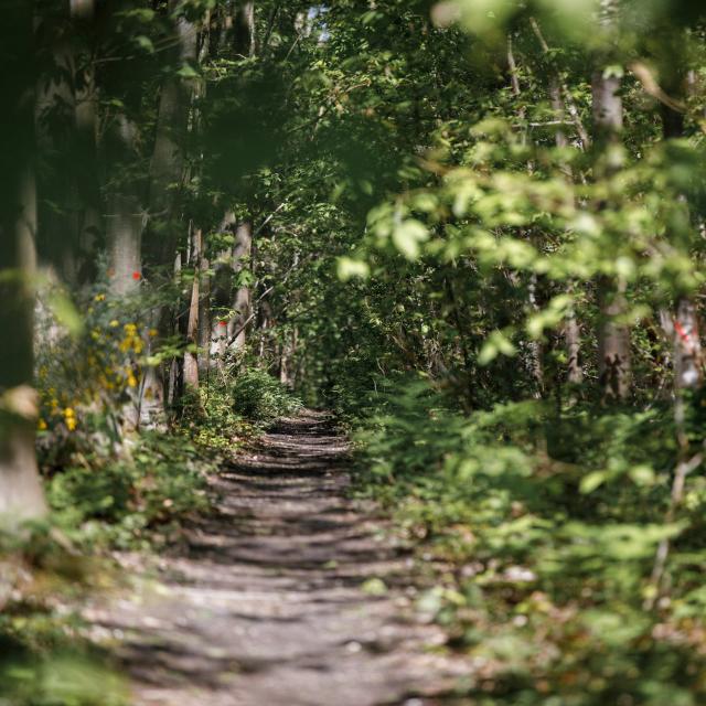 Saint Etienne Du Rouvray Cyclisme Forêt Nature végétation arbre faune flore Normandie