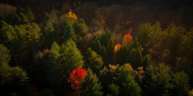 Arboretum of Petit Charme, Val De La Haye