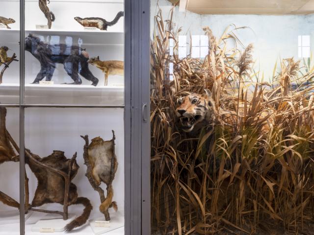 Naturhistorisches Museum - Rouen