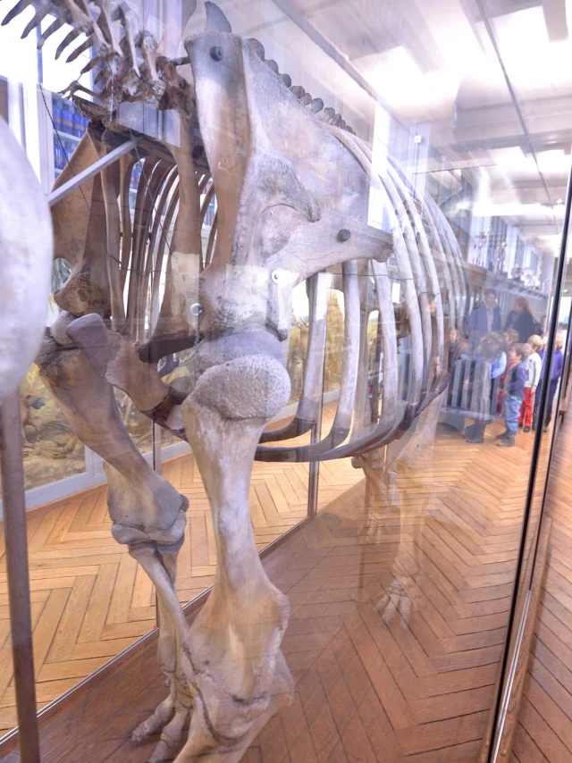 Muséum d'Histoire Naturelle Animaux Espèces Vestiges Historiques Squelette Empailler Culture Découverte Scolaire Rouen Normandie