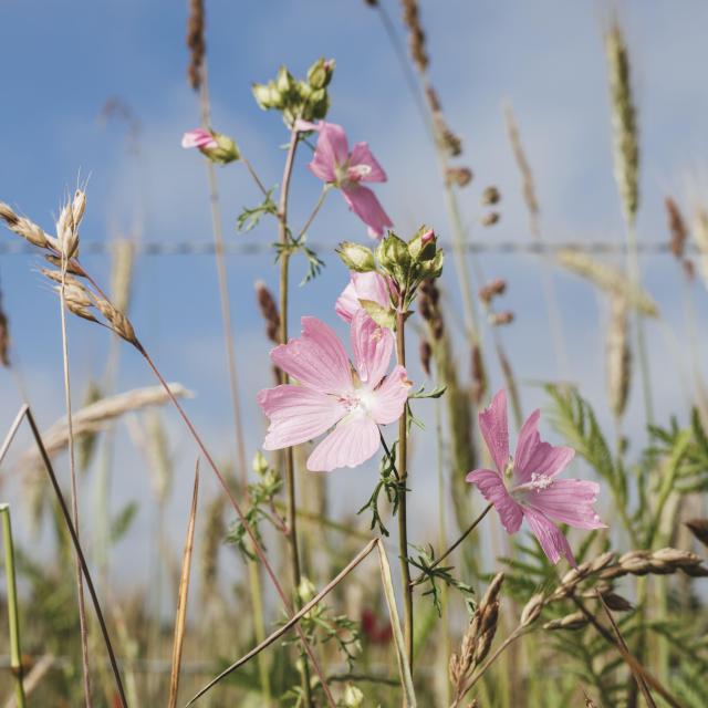 praire patrimoine nature végétation plante fleur forêt Bardouville