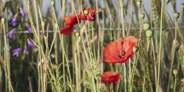 AA_MRN_18-06-15_Bardouville messicole Blumen_0203