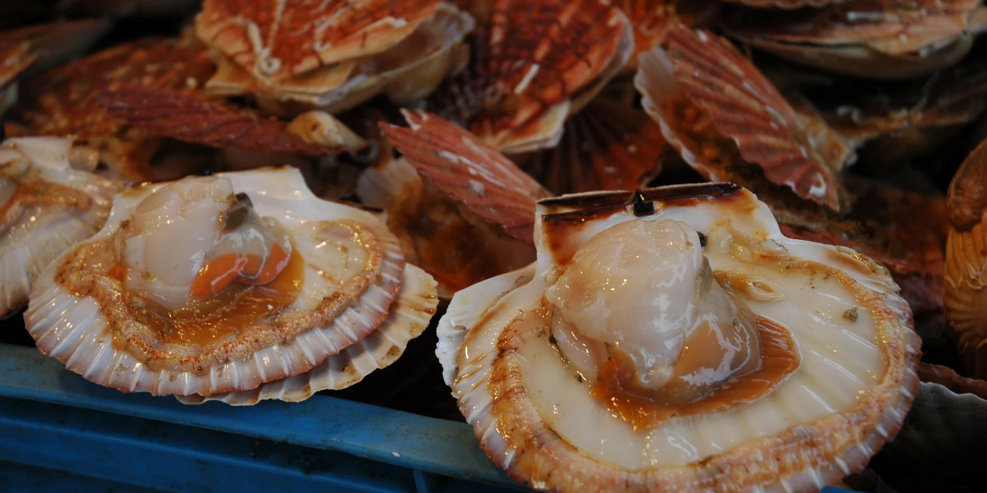 Gastronomie Cuisine Coquille Saint-Jacques Recettes Normandes Rouen Normandie Produits de la mer Restaurant