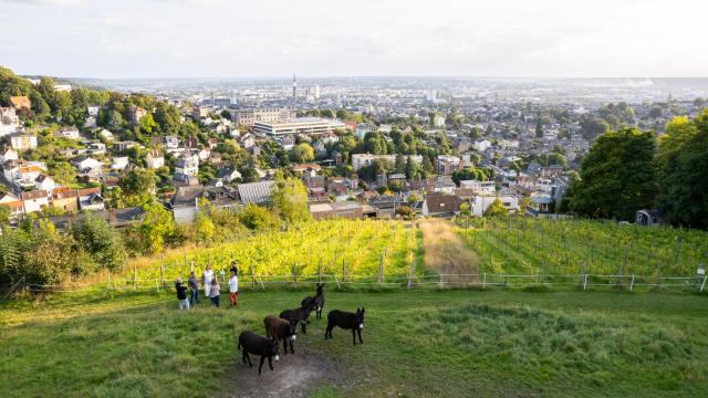 Vignes Rouennaises
